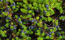Black crowberry (Empetrum nigrum) with fruit. Kalajoki, Finland. August.