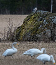 Peregrine falcon (Falco peregrinus) male perched on rock, Whooper swan (Cygnus cygnus) group grazing in foreground. Kala, Finland. April.