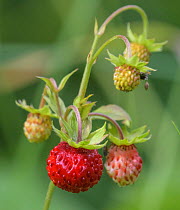 Wild strawberry (Fragaria vesca). Jyvaskyla, Finland. July.