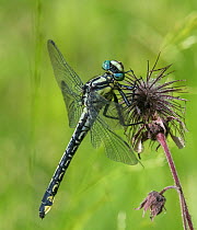 Common clubtail dragonfly (Gomphus vulgatissimus) female resting on seedhead. Onkisalo, Finland. June.