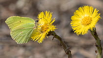 Brimstone butterfly (Gonepteryx rhamni) male nectaring on Coltsfoot (Tussilago farfara). Jyvaskyla, Finland. May.