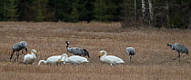 Common crane (Grus grus) and Whooper swan (Cygnus cygnus) flocks feeding in field. Joutsa, Finland. April.