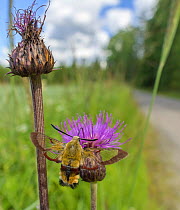 Broad-bordered bee hawk-moth (Hemaris fuciformis) nectaring on Melancholy thistle (Cirsium helenioides) on road verge. Jyvaskyla, Finland. July.