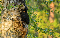 Chaga fungus (Inonotus obliquus) on Birch (Betula sp) tree trunk. Isojarvi National Park, Finland. August.