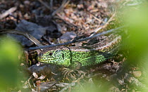 Sand lizard (Lacerta agilis) male. Paimio, Finland. May.