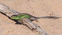 Sand lizard (Lacerta agilis) male basking on stick in sand. Paimio, Finland. May.