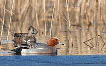 Widgeon (Mareca penelope) pair amongst reeds. Tervatehdas, Finland. April.