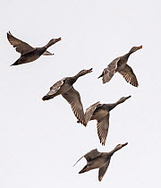 Gadwall (Mareca strepera) flock in flight. Kirkkosalmi, Finland. May.