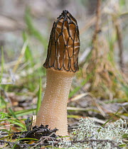 Black morel fungus (Morchella elata). Heinola, Finland. June.