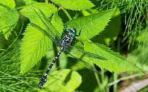 Small pincertail dragonfly (Onychogomphus forcipatus) male resting on leaf. Leivonmaki National Park, Finland. June.