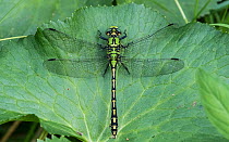 Green naketail dragonfly (Ophiogomphus cecilia) male resting on leaf. Leivonmaki National Park, Finland. June.