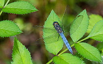 Keeled skimmer dragonfly (Orthetrum coerulescens) male. Leivonmaki National Park, Finland. June.