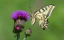 Swallowtail butterfly (Papilio machaon) nectaring on thistle. Onkisalo, Finland. June.