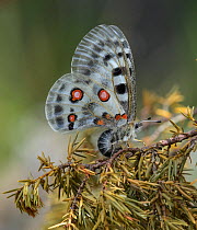 Apollo butterfly (Parnassius apollo) female laying eggs on branch. Parainen, Finland. July.
