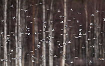 Snow bunting (Plectrophenax nivalis) flock in flight, woodland in background. Jyvaskyla, Finland. April.