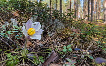 Spring pasqueflower (Pulsatilla vernalis) in woodland. Joutsa, Finland. May.