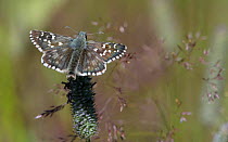 Large grizzled skipper butterfly (Pyrgus alveus) male resting in grass. Ruokolahti, Finland. July.