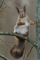 Red squirrel (Sciurus vulgaris) in winter pelage, in tree. Muurame, Finland. October.