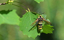 Hornet moth (Sesia apiformis) newly emerged female on leaf. Vehmaa, Finland. July.