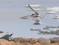 Arctic tern (Sterna paradisaea) male in flight with nuptial gift for female on rocks below. Hailuoto, Finland. May.