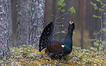 Capercaillie (Tetrao urogallus) male displaying at lek in woodland. Leivonmaki National Park, Finland. April.