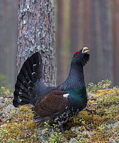 Capercaillie (Tetrao urogallus) male displaying at lek in woodland. Leivonmaki National Park, Finland. April.