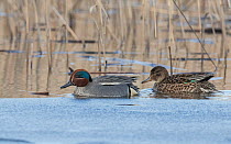 Green-winged teal (Anas crecca) pair on water. Tervatehdas, Finland. April.