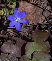 Common hepatica (Anemone hepatica). Putkilahti, Finland. April.