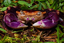 Violet land crab (Geograpsus grayi) SanXianTai/ San-Hsien-T&#39;ai Island, Chenggong township, Taiwan