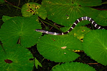 Many-banded Krait (Bungarus multicinctus) Jhihben National Forest Recreation Area, Taitung, Taiwan