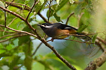 White-eared sibia (Heterophasia auricularis), endemic species, Lalashan Forest Reserve, Baling, Taiwan