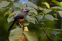 White-eared sibia (Heterophasia auricularis) endemic species, Lalashan Forest Reserve, Baling, Taiwan