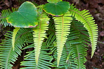 Old World forked fern (Dicranopteris linearis) Yangmingshan National Park, Taipei, Taiwan