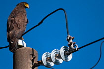 Crested serpent eagle (Spilornis cheela) juvenile perched on power line, Yangmingshan National Park, Taiwan