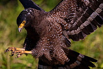 Crested serpent eagle (Spilornis cheela) juvenile, landing, Yangmingshan National Park, Taiwan