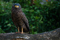 Crested serpent eagle (Spilornis cheela) young bird, Yangmingshan National Park, Taiwan