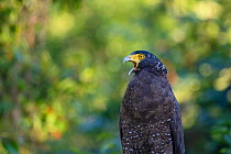 Crested serpent eagle (Spilornis cheela) young bird, Yangmingshan National Park, Taiwan
