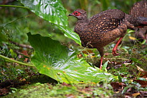 Swinhoes pheasant (Lophura swinhoii) female, endemic species, Yunlinshan, Taiwan
