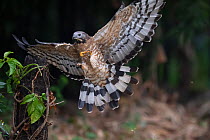 Oriental / Crested honey buzzard (Pernis ptilorhynchus) in flight with honey comb in claws, Chayi, Taiwan