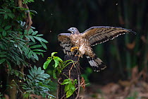 Oriental / Crested honey buzzard (Pernis ptilorhynchus) with honeycomb in claws, Chayi, Taiwan
