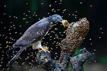 Oriental / Crested honey buzzard (Pernis ptilorhynchus) feeding on honeycomb surrounded by bees, Chayi, Taiwan. Controlled conditions