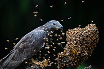 Oriental / Crested honey buzzard (Pernis ptilorhynchus) feeding on honeycomb surrounded by bees, Chayi, Taiwan Controlled conditions