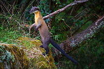 Taiwan / Formosan yellow-throated marten (Martes flavigula chrysospila) Alishan National Recreational Forest, Taiwan