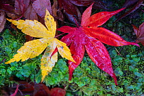 Autumn leaves, Japanese maple (Acer palmatum) Lu Shan, Taiwan