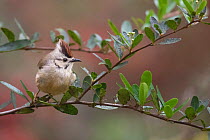 Taiwan yuhina (Yuhina brunneiceps) endemic species, Alishan National Scenic Area, Taiwan