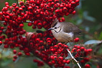 Taiwan yuhina (Yuhina brunneiceps) endemic species, perched amongst red berries, Alishan National Scenic Area, Taiwan