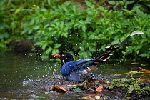 Taiwan blue magpie, (Urocissa caerulea) bathing, Taipeh, Taiwan, endemic species
