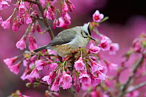 Taiwan yuhina (Yuhina brunneiceps) perched amongst pink blossom, Alishan National Scenic Area, Taiwan. Endemic species