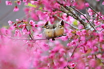 Taiwan yuhina (Yuhina brunneiceps) pair perched amongst pink blossom, Alishan National Scenic Area, Taiwan. Endemic species