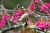 Taiwan yuhina (Yuhina brunneiceps) feeding on flowers, endemic species, Alishan National Scenic Area, Taiwan